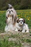 SHIH TZU 228